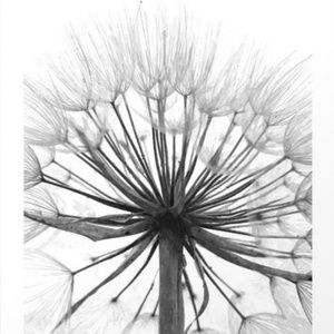 Meet your Posher, Ginger